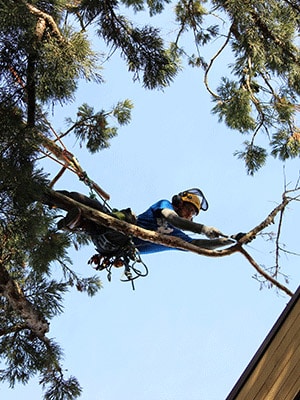 SRT - What is all the fuss about? - Climbing Arborist