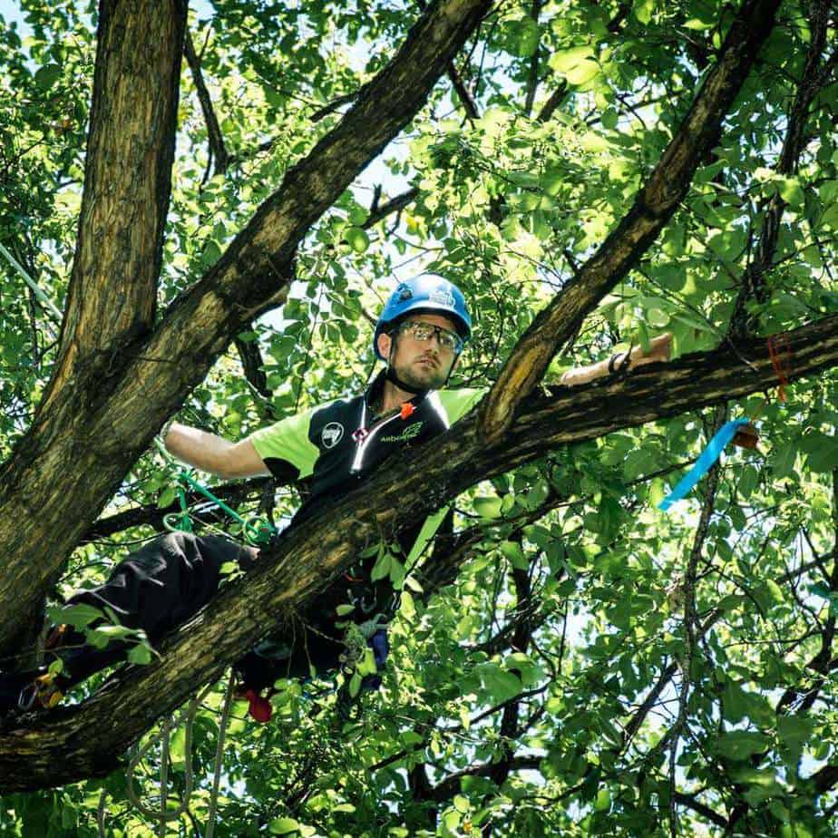 Arborist Tree climbing ClimbingArborist.com