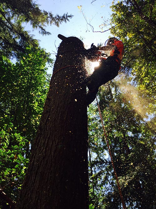 Cutting down a tree