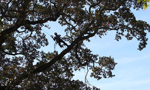 Arborist high in a tree