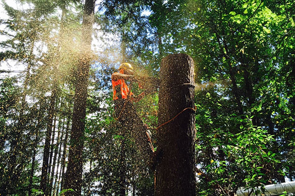 Cutting a Hemlock tree down : ClimbingArborist.com