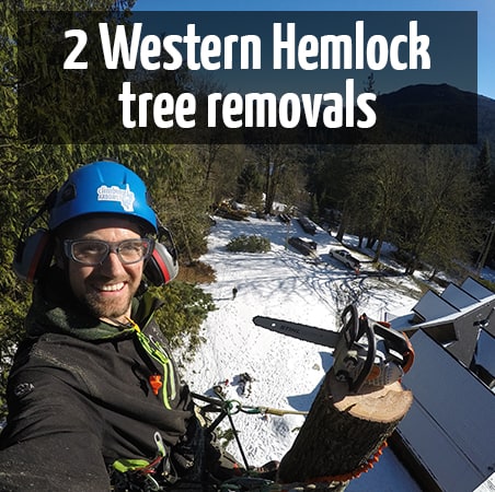 2 hemlock tree removals by ClimbingArborist.com