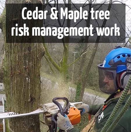 Cedar tree removal & Maple tree hazard prune by ClimbingArborist.com