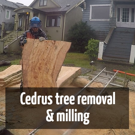 Cedrus deodara removal and milling by ClimbingArborist.com