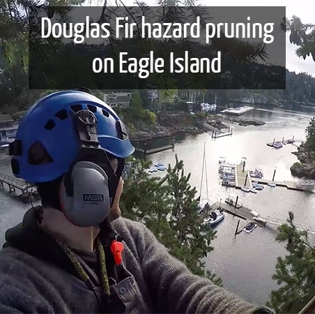 Eagle Island Douglas Fir pruning by ClimbingArborist.com