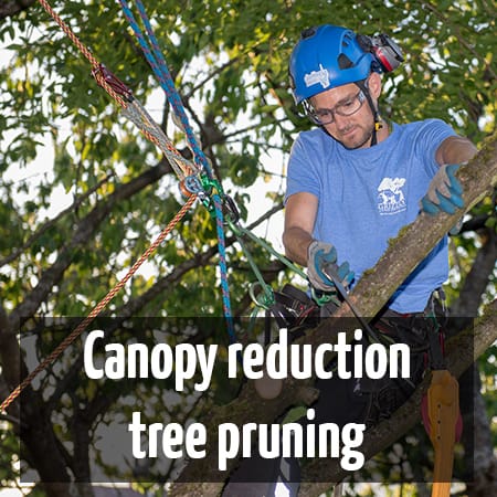 Canopy reduction tree pruning