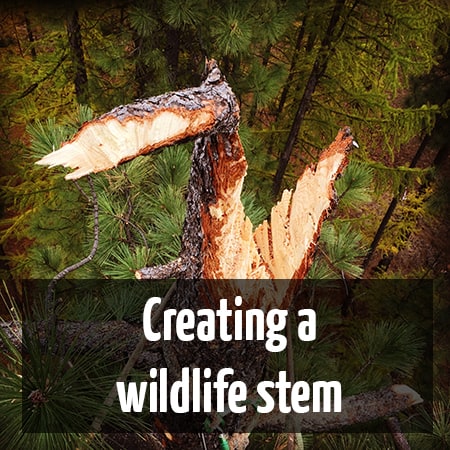 Creating a wildlife stem by ClimbingArborist.com