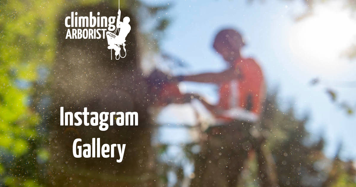 Instagram Gallery : ClimbingArborist.com