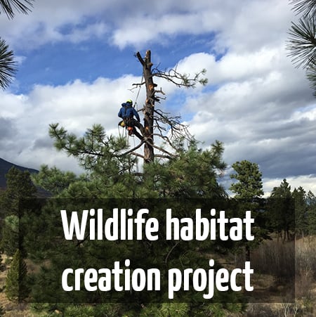 Wildlife habitat creation project : ClimbingArborist.com