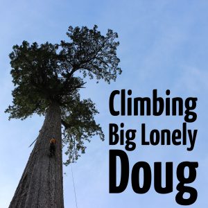 Climbing Big lonely doug : ClimbingArborist.com