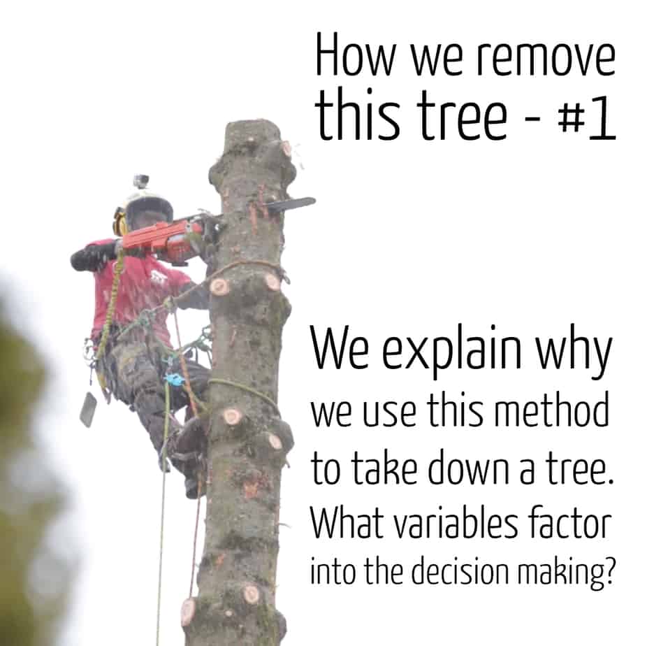 How we remove a tree #1