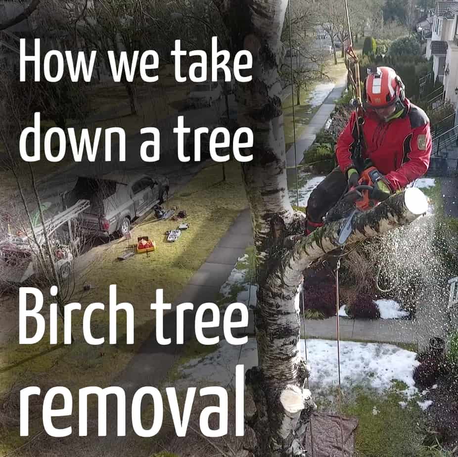 How we remove a tree #2