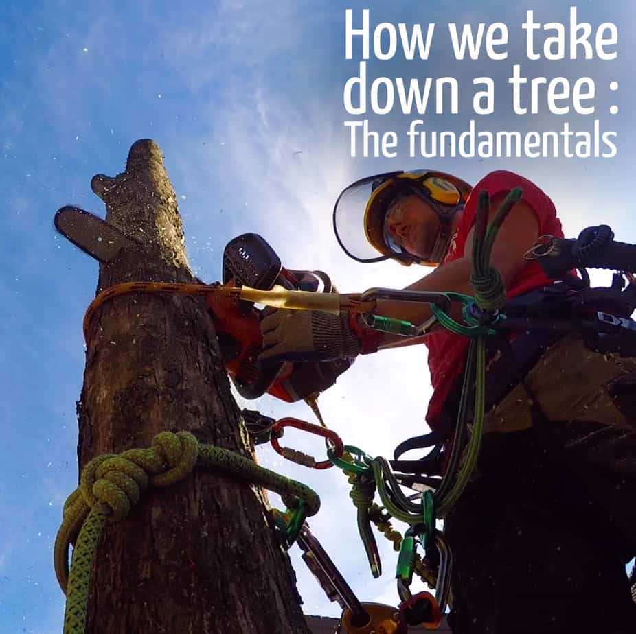 How we take down a tree #3 : ClimbingArborist.com