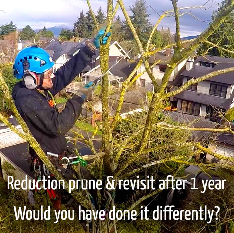 Robinia reduction prune & revisit | ClimbingArborist.com