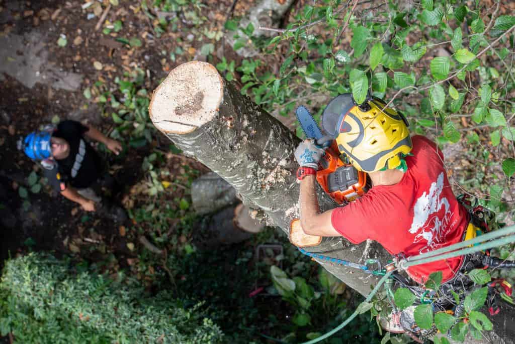 Arborist Worksite videos - ClimbingArborist.com