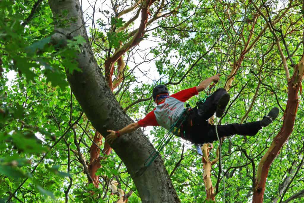 SeattleTCC Dan swinging - ClimbingArborist.com