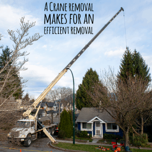 Tree removal with crane ClimbingArborist.com