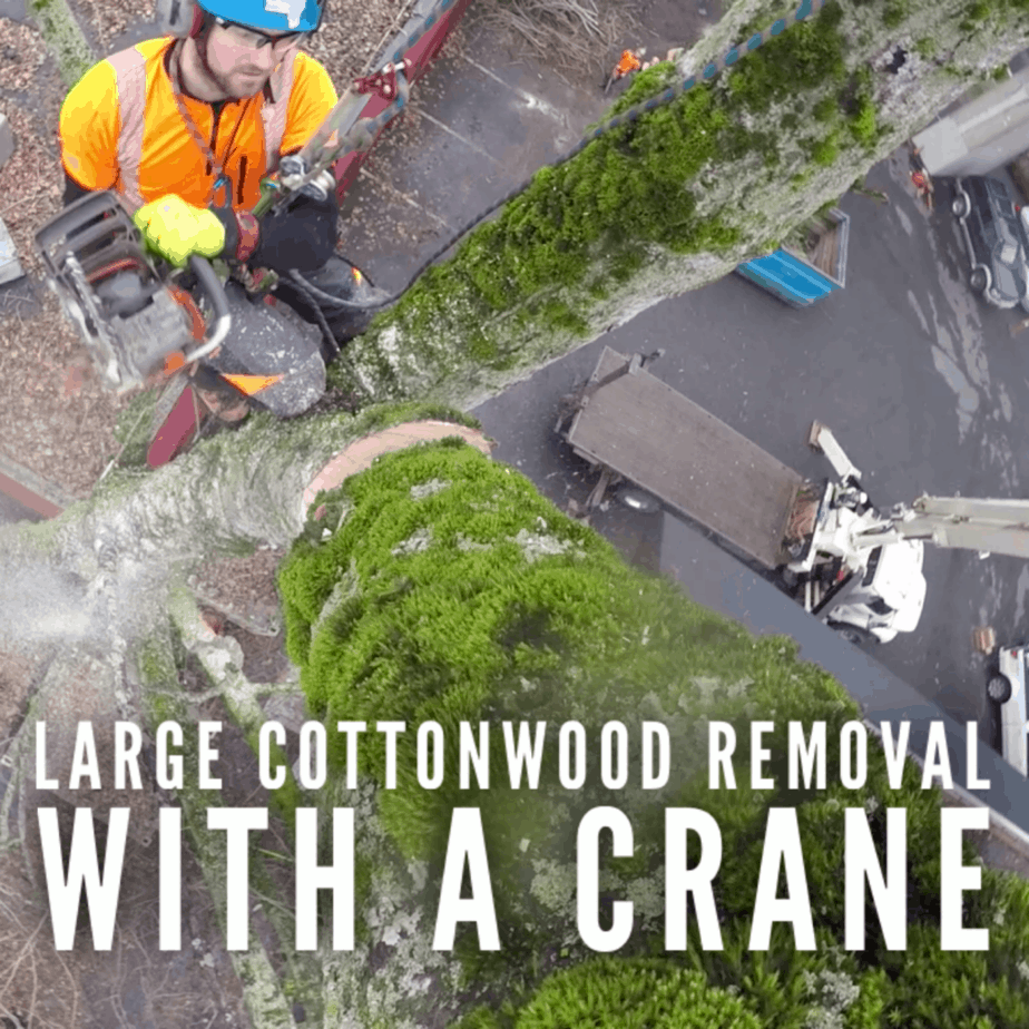 removing this large Cottonwood with a crane