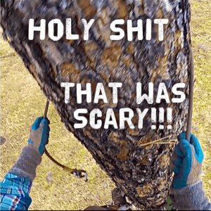 Scary tree climbing moment