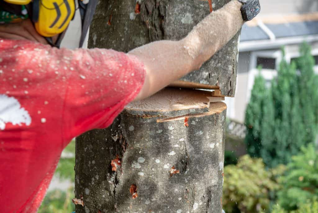 Snap Cut - Skills improve my efficiency; efficiency improve my skills! - ClimbingArborist.com