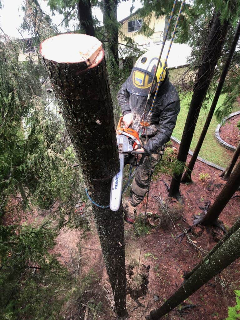 arborist piecing down a stem - Skills improve my efficiency; efficiency improve my skills! - Climbingarborist.com