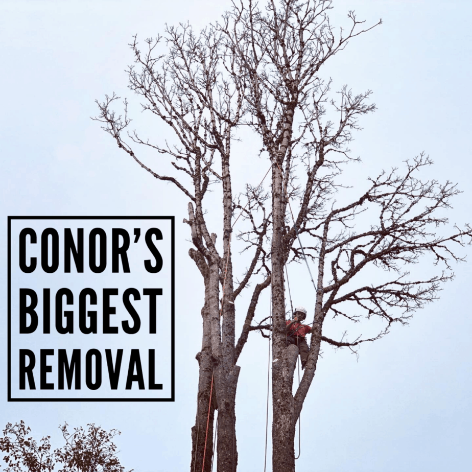 Arborist removing Maple tree - ClimbingArborist.com