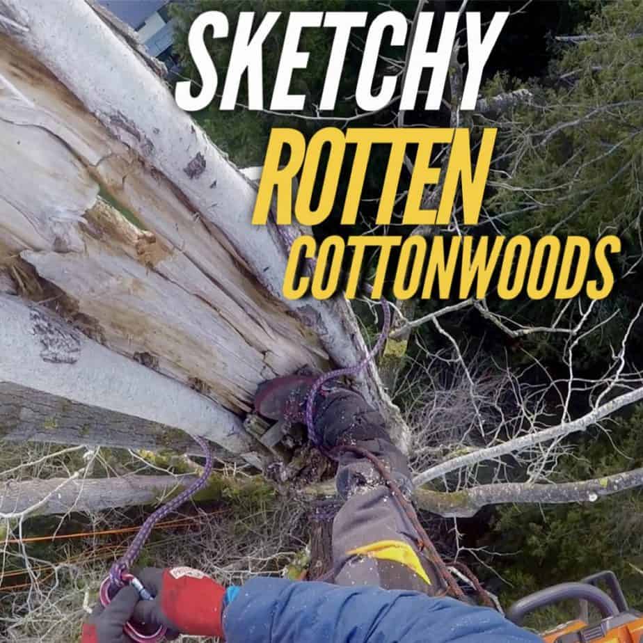 Sketchy Rotten Cottonwoods ClimbingArborist.com