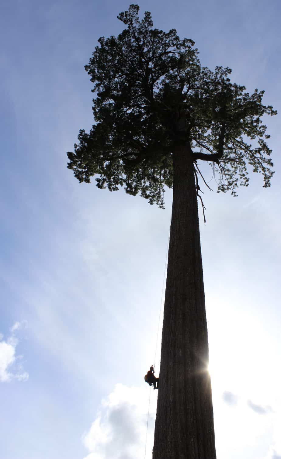 Big Lonely Doug ClimbingArborist.com