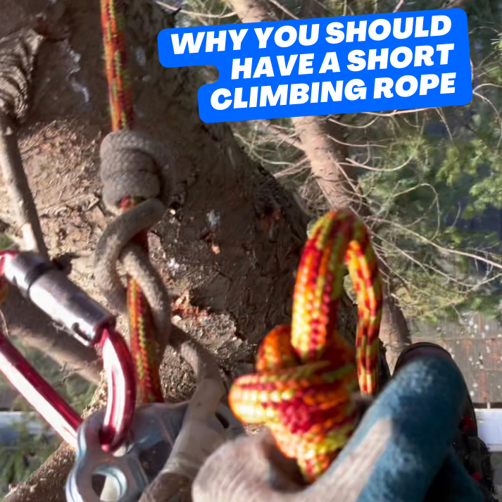 Basic tree climbing techniques 