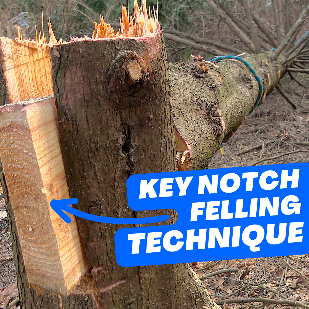 ClimbingArborist.com - Key notch felling technique