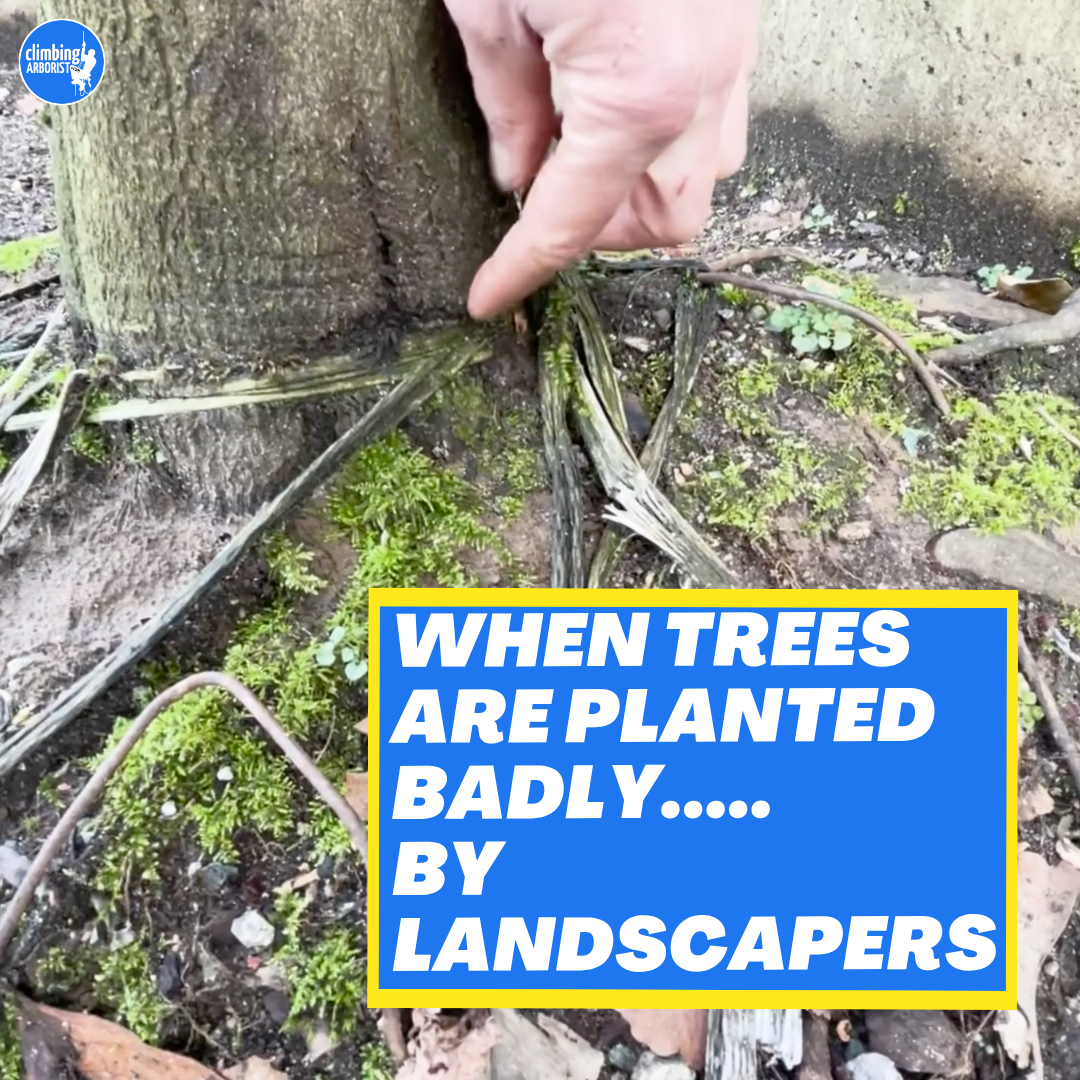 When trees get planted wrong