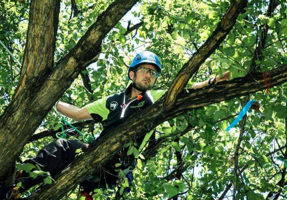 Arborist Tree climbing ClimbingArborist.com