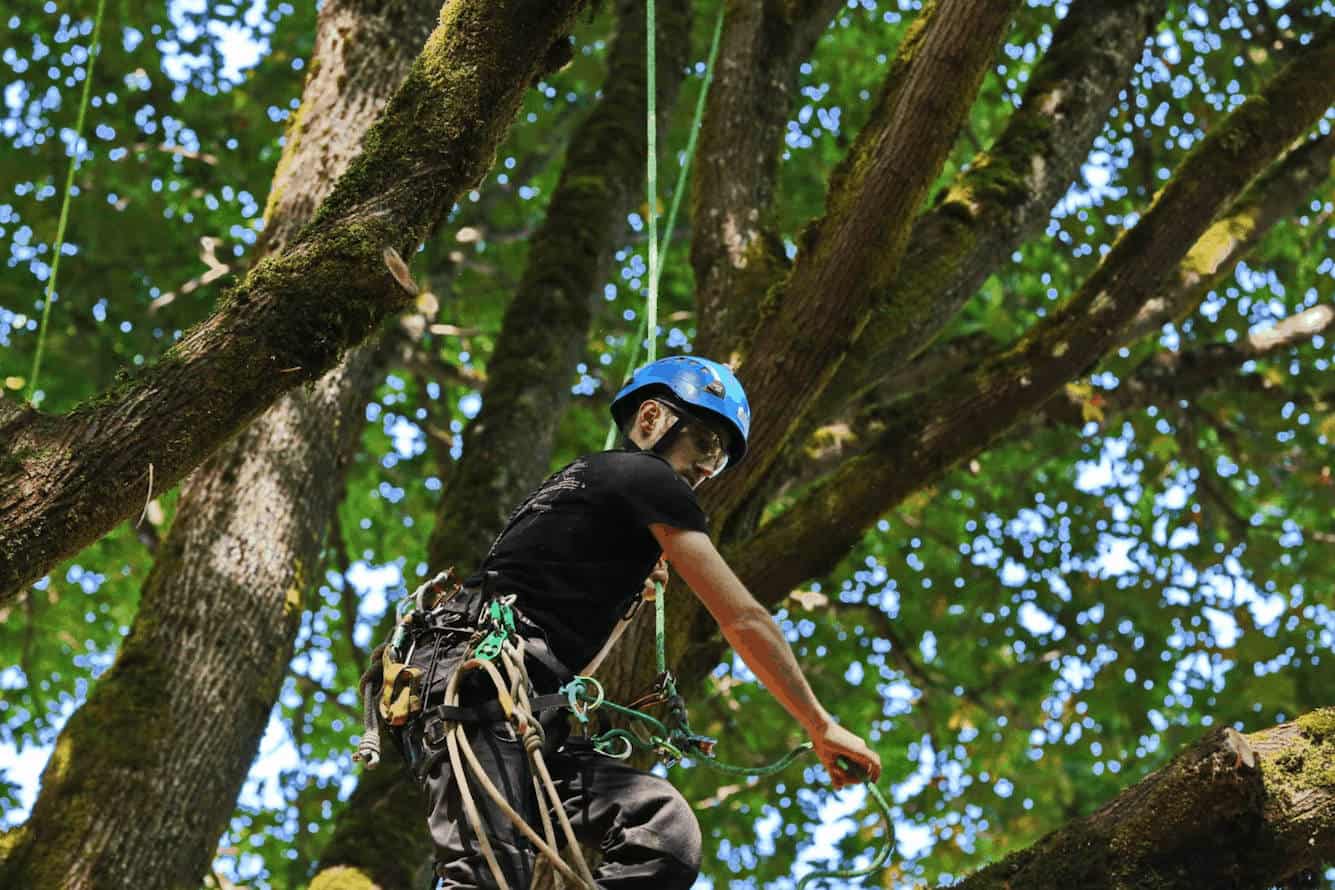 Work positioning ClimbingArborist.com