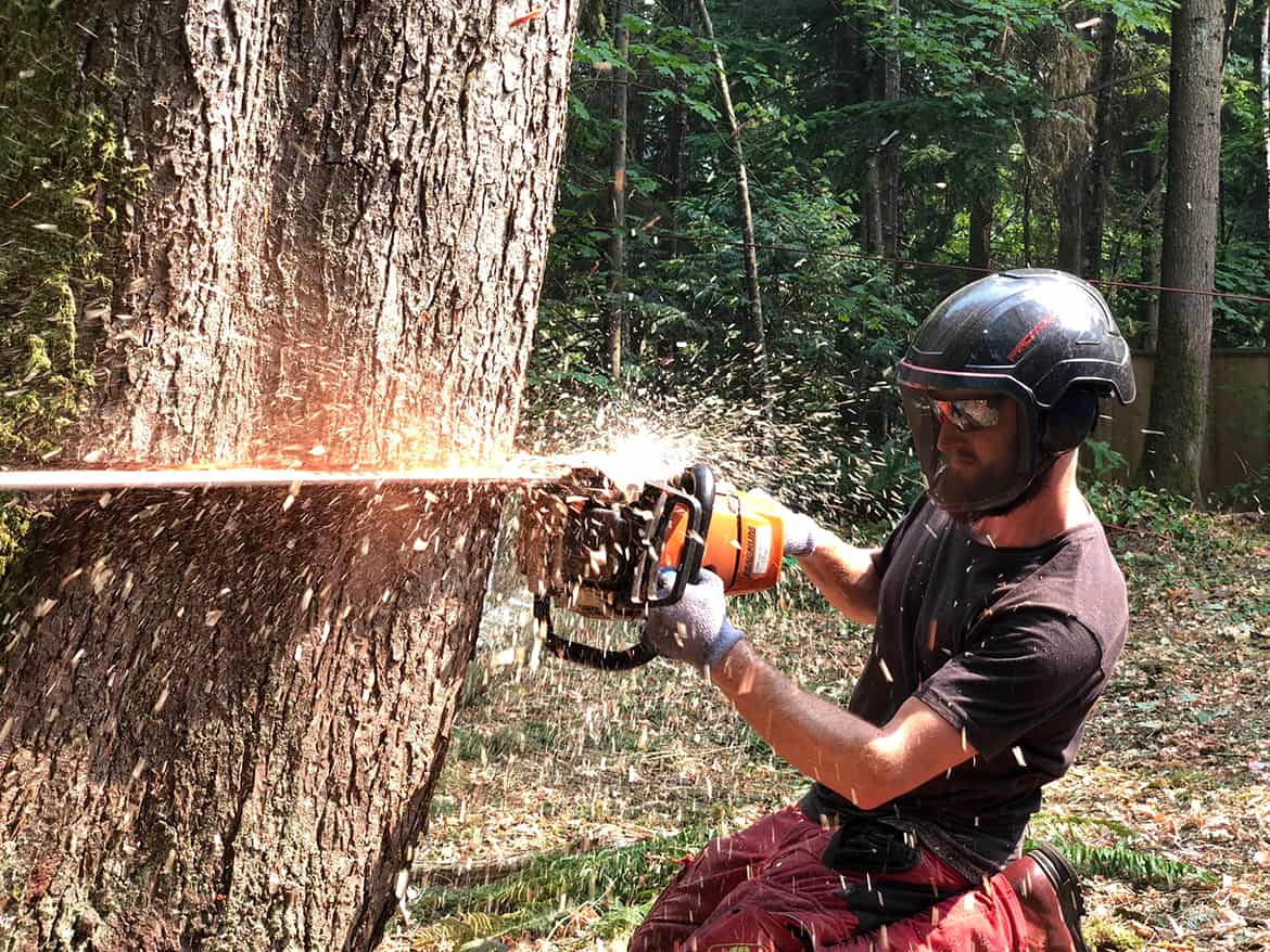 Felling notch ClimbingArborist.com